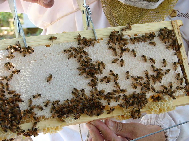 Inspecting_the_bees'_work
